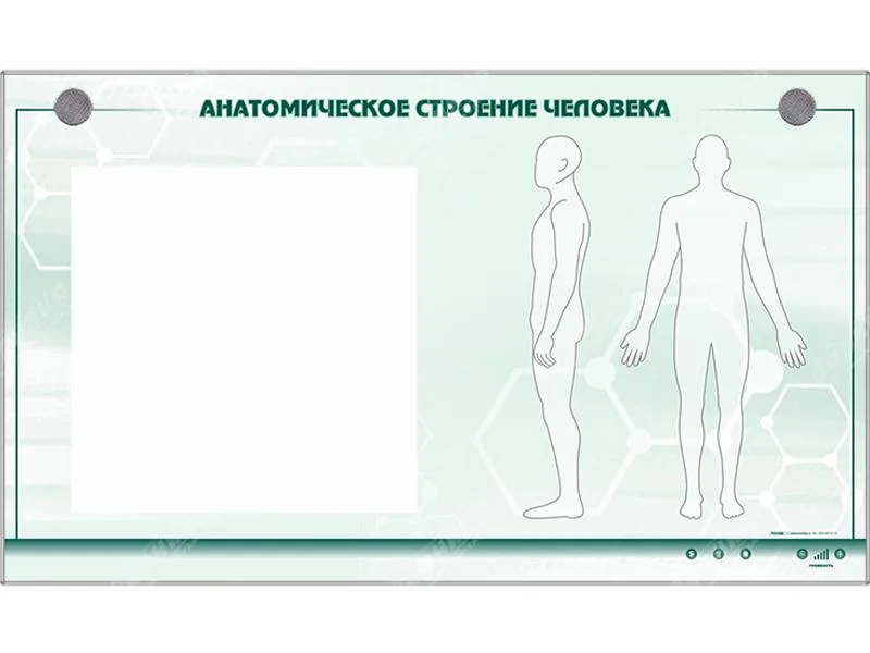 Стенд Зарница анатомическое строение человека